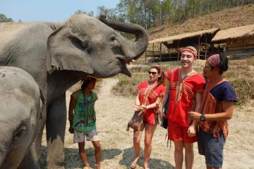 elephant tourism