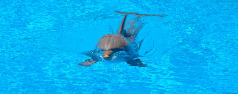 dolphin tourism