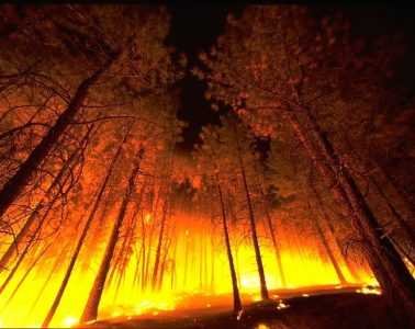 Uttarakhand forest fire